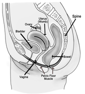 Image of a profile of a pelvic floor area, with spine, uterus, ovary, bladder, pelvic floor muscles and vagina.